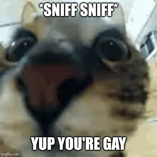 yep. your gay. | *SNIFF SNIFF*; YUP YOU'RE GAY | image tagged in sniff cat,gay,lgbtq | made w/ Imgflip meme maker