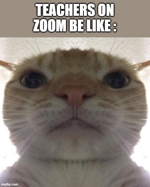BIG HEAD | TEACHERS ON ZOOM BE LIKE : | image tagged in staring cat/gusic | made w/ Imgflip meme maker