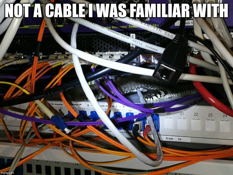 NOT A CABLE I WAS FAMILIAR WITH | image tagged in snek | made w/ Imgflip meme maker