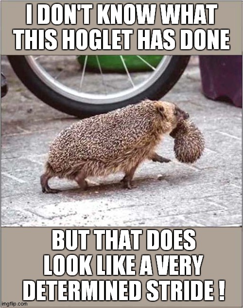 I Think That Someone's In For A Prickly Time ! | I DON'T KNOW WHAT THIS HOGLET HAS DONE; BUT THAT DOES LOOK LIKE A VERY DETERMINED STRIDE ! | image tagged in hedgehog,prickly | made w/ Imgflip meme maker