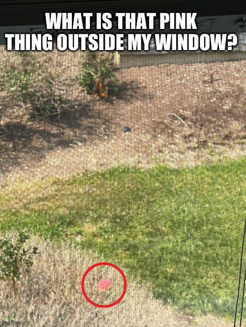 I’m at my grandparents house and all I see is this pink little thing sitting outside the window… | WHAT IS THAT PINK THING OUTSIDE MY WINDOW? | image tagged in wtf,i do not care if nobody asked help | made w/ Imgflip meme maker