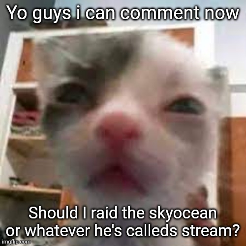 Cat lightskin stare | Yo guys i can comment now; Should I raid the skyocean or whatever he's calleds stream? | image tagged in cat lightskin stare | made w/ Imgflip meme maker