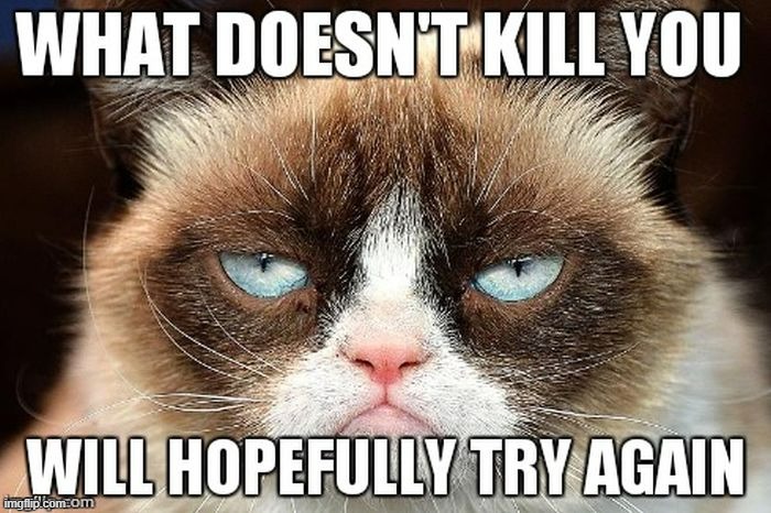 this is me on mondays | image tagged in grumpy cat,monday mornings | made w/ Imgflip meme maker