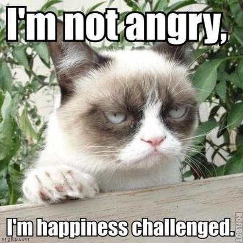 grampy cat memes | image tagged in grumpy cat | made w/ Imgflip meme maker