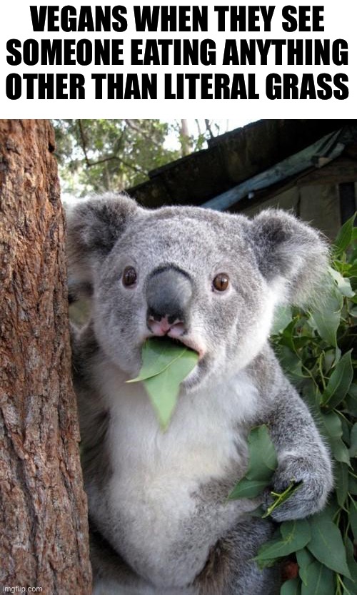.O. | VEGANS WHEN THEY SEE SOMEONE EATING ANYTHING OTHER THAN LITERAL GRASS | image tagged in memes,surprised koala | made w/ Imgflip meme maker