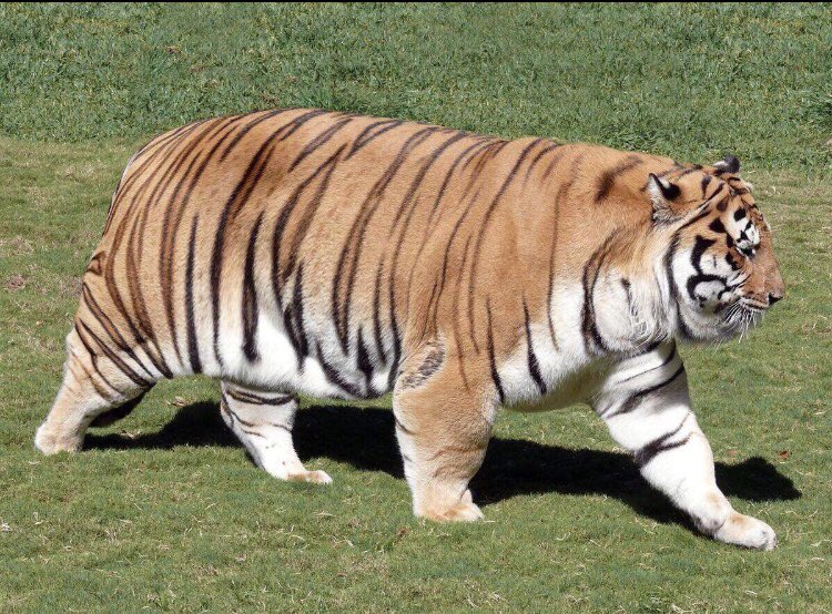 Fat tiger walking Blank Meme Template
