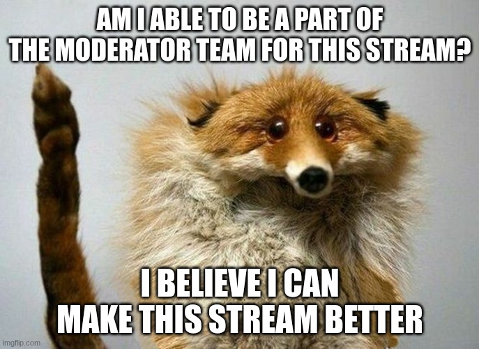 I have a Question Fox | AM I ABLE TO BE A PART OF THE MODERATOR TEAM FOR THIS STREAM? I BELIEVE I CAN MAKE THIS STREAM BETTER | image tagged in i have a question fox | made w/ Imgflip meme maker