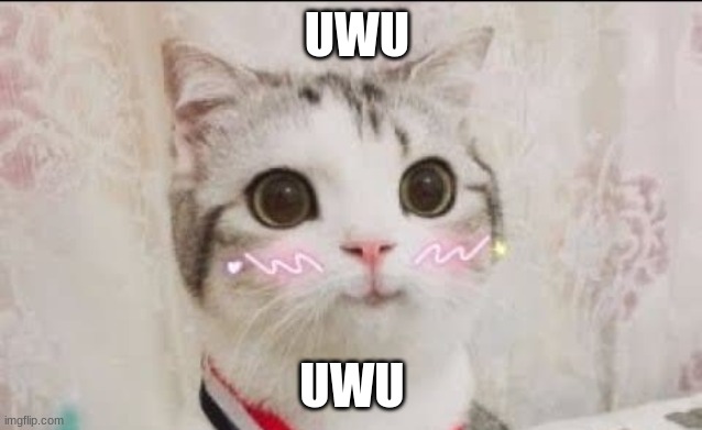 cute cat uwu | UWU; UWU | image tagged in cute cat uwu | made w/ Imgflip meme maker