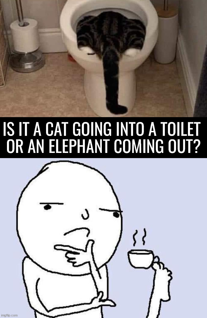 Illusion 100 | IS IT A CAT GOING INTO A TOILET 
OR AN ELEPHANT COMING OUT? | image tagged in thinking meme,illusion 100,cat,elephant | made w/ Imgflip meme maker