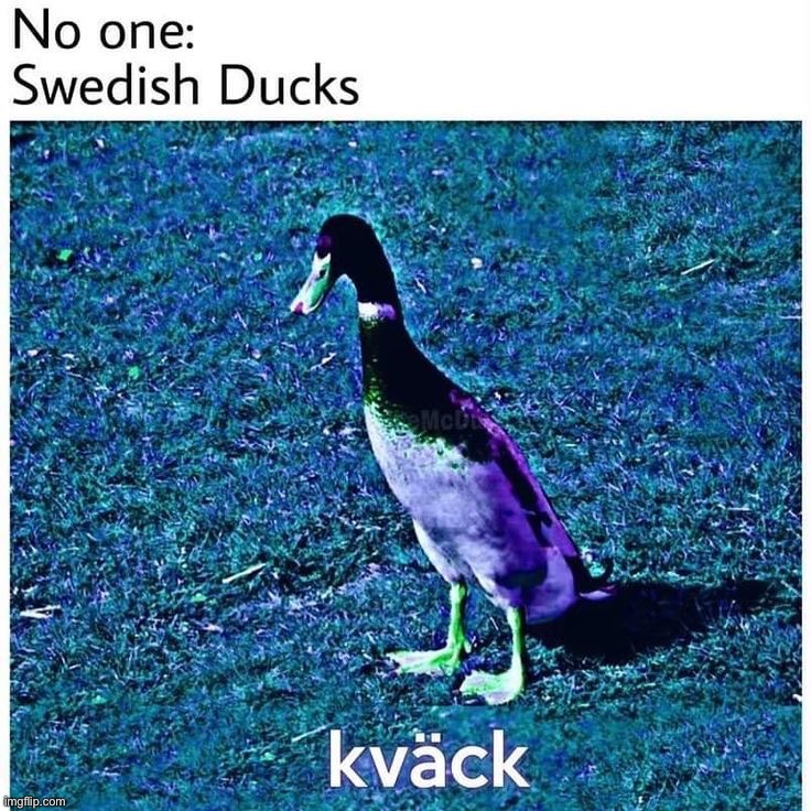 image tagged in memes,funny | made w/ Imgflip meme maker