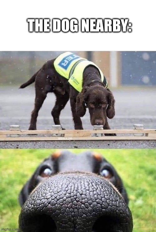 This dog is trained to sniff out X | THE DOG NEARBY: | image tagged in this dog is trained to sniff out x | made w/ Imgflip meme maker