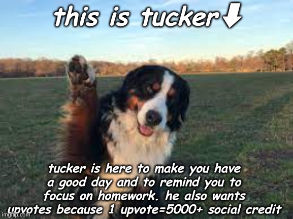 tucker upvote for 5000 social credit | this is tucker⬇; tucker is here to make you have a good day and to remind you to focus on homework. he also wants upvotes because 1 upvote=5000+ social credit | image tagged in dog | made w/ Imgflip meme maker