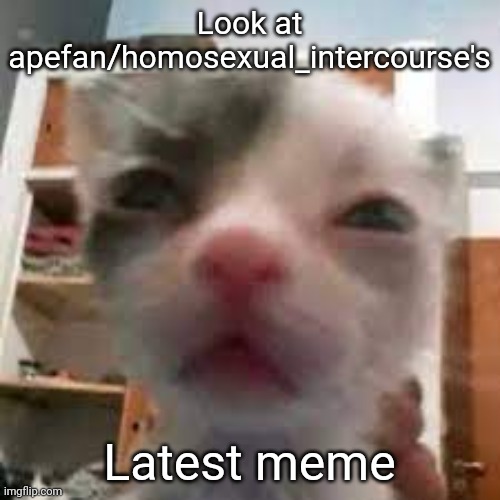 Cat lightskin stare | Look at apefan/homosexual_intercourse's; Latest meme | image tagged in cat lightskin stare | made w/ Imgflip meme maker