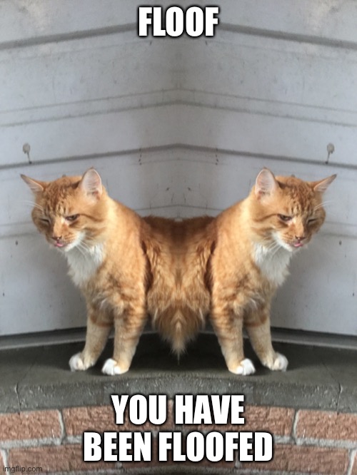 Mirror cat :3 | FLOOF; YOU HAVE BEEN FLOOFED | image tagged in floof,furry,cats | made w/ Imgflip meme maker