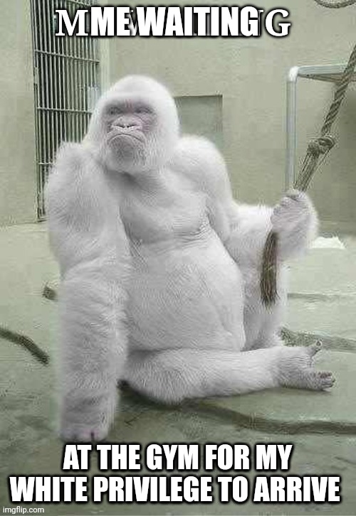 Gorilla | ME WAITING; AT THE GYM FOR MY WHITE PRIVILEGE TO ARRIVE | image tagged in white privilege | made w/ Imgflip meme maker