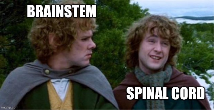 Merry and Pippin | BRAINSTEM SPINAL CORD | image tagged in merry and pippin | made w/ Imgflip meme maker
