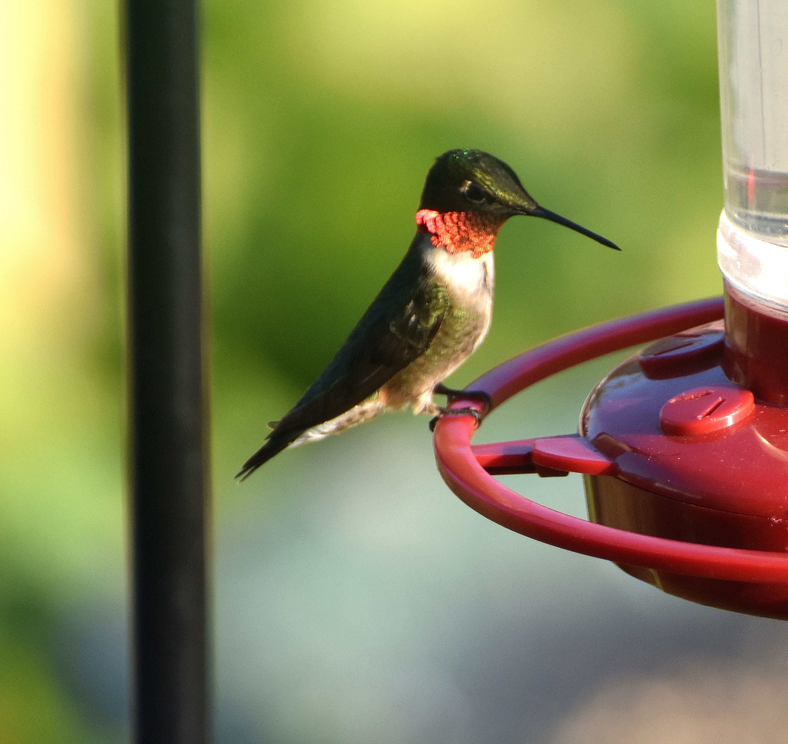ruby throated hummingbird | image tagged in hummingbird,nikon,kewlew | made w/ Imgflip meme maker
