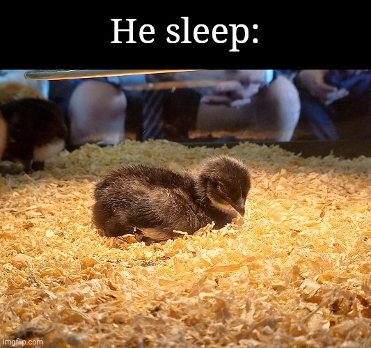 Where do I send mod applications? | He sleep: | made w/ Imgflip meme maker
