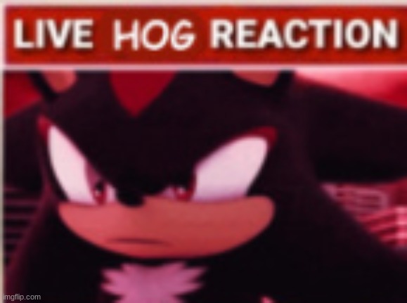 shadow live hog reaction | image tagged in shadow live hog reaction | made w/ Imgflip meme maker