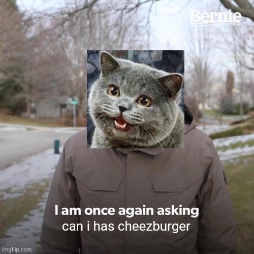 Bernie I Am Once Again Asking For Your Support | can i has cheezburger | image tagged in memes,bernie i am once again asking for your support | made w/ Imgflip meme maker