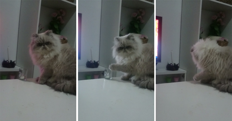 Cat and glass Blank Meme Template