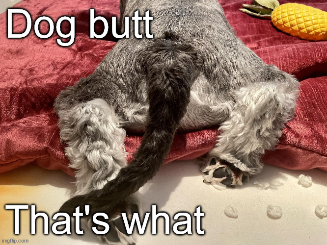 What? | Dog butt; That's what | image tagged in dogs,memes,cute | made w/ Imgflip meme maker
