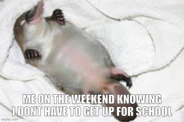 platypus meme i made and found cool templete for | ME ON THE WEEKEND KNOWING I DONT HAVE TO GET UP FOR SCHOOL | image tagged in sleep,happy,cute animals | made w/ Imgflip meme maker