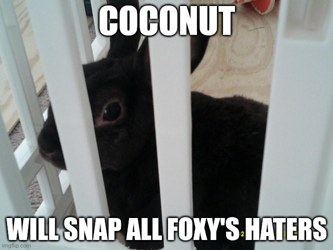 Coconut | COCONUT; WILL SNAP ALL FOXY'S HATERS | image tagged in coconut | made w/ Imgflip meme maker