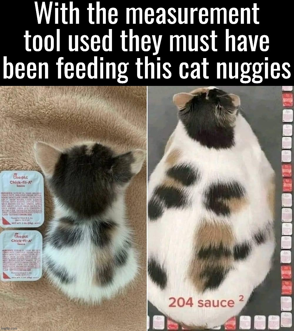 Ate too much | With the measurement tool used they must have been feeding this cat nuggies | image tagged in chicken nuggets | made w/ Imgflip meme maker