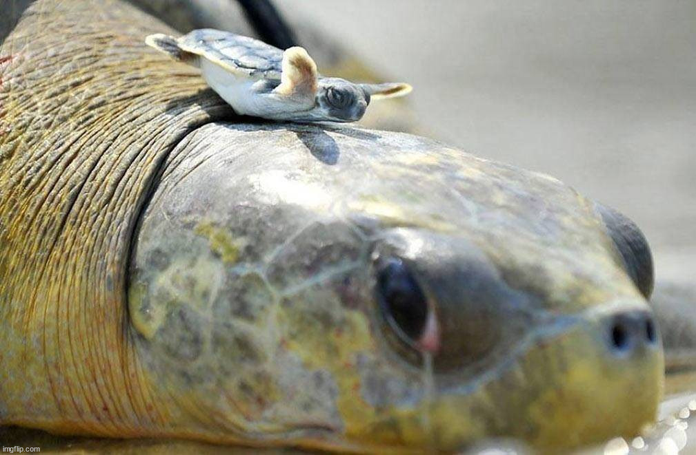 image tagged in awesome | made w/ Imgflip meme maker