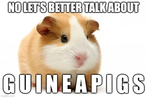 Guinea pig | NO LET'S BETTER TALK ABOUT G U I N E A P I G S | image tagged in guinea pig | made w/ Imgflip meme maker