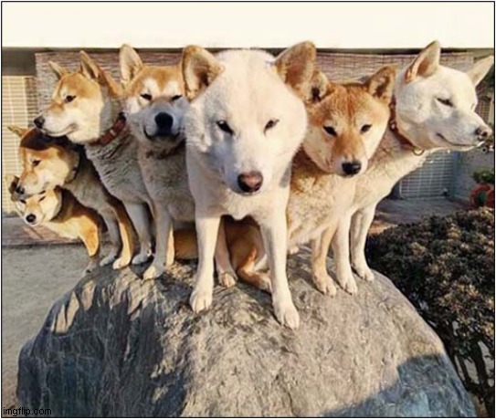 Shiba Inu Dogs | image tagged in dogs,shiba inu | made w/ Imgflip meme maker