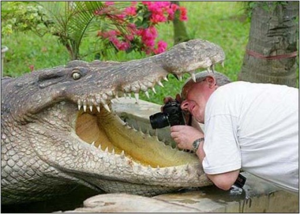 The Last Picture He Ever Took ! | image tagged in photographer,crocodile,last picture,dark humour | made w/ Imgflip meme maker
