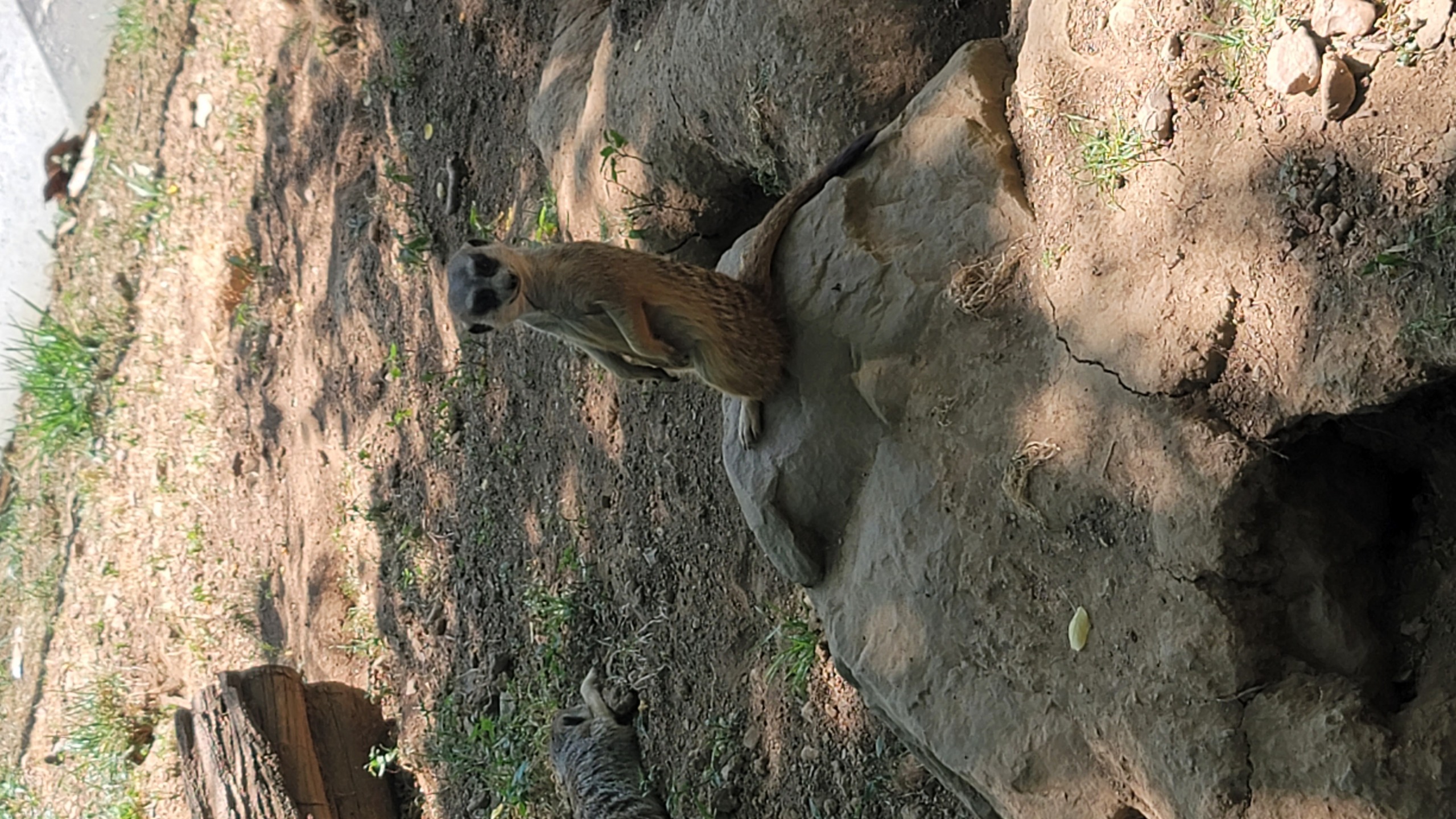 Meercat Birthday Blank Meme Template