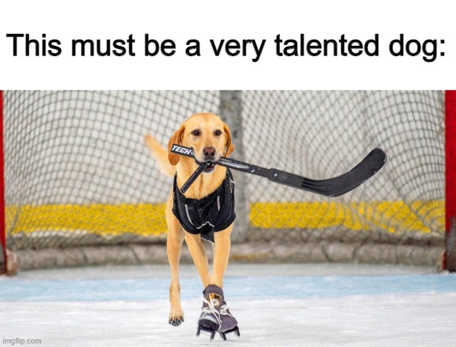 Cool :] | This must be a very talented dog: | image tagged in dog playing hockey | made w/ Imgflip meme maker