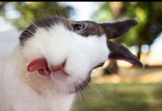 Bunny sticking out tongue  Blank Meme Template