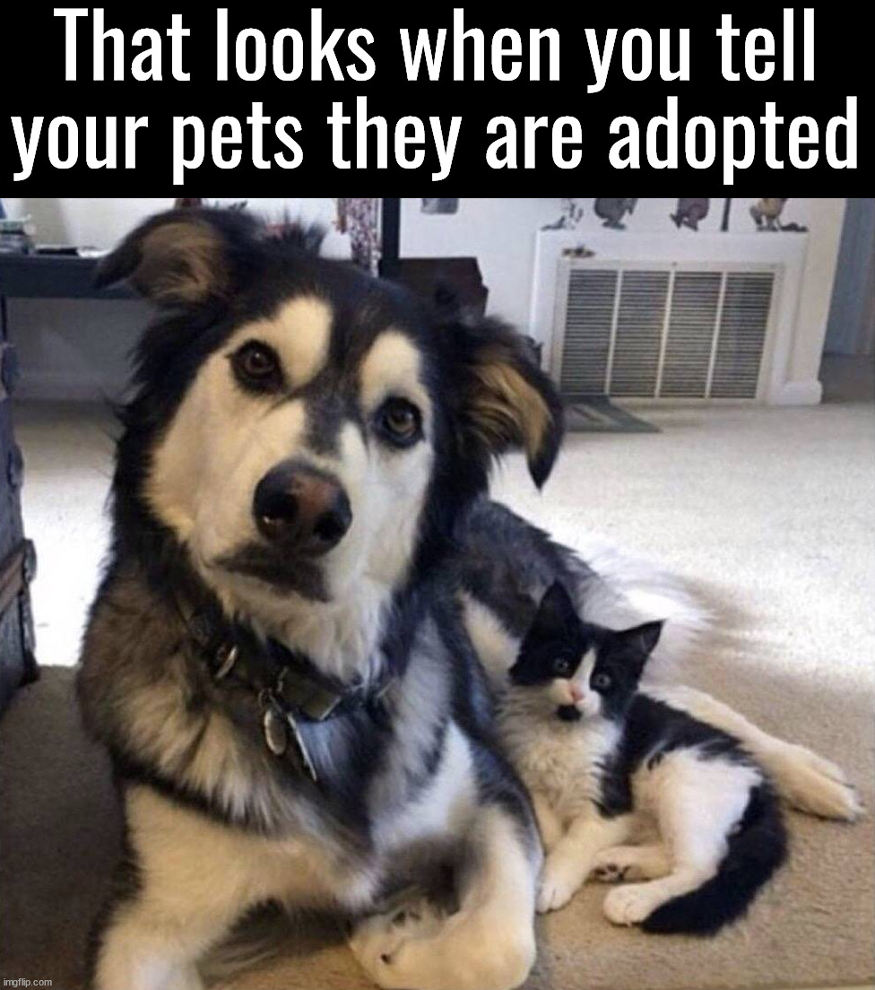 Had to break it to them | That looks when you tell your pets they are adopted | image tagged in adopted,that look you give,pets,dogs,cats | made w/ Imgflip meme maker