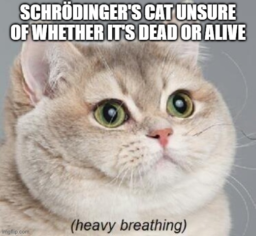 Existential Crisis Be Like | SCHRÖDINGER'S CAT UNSURE OF WHETHER IT'S DEAD OR ALIVE | image tagged in memes,heavy breathing cat | made w/ Imgflip meme maker