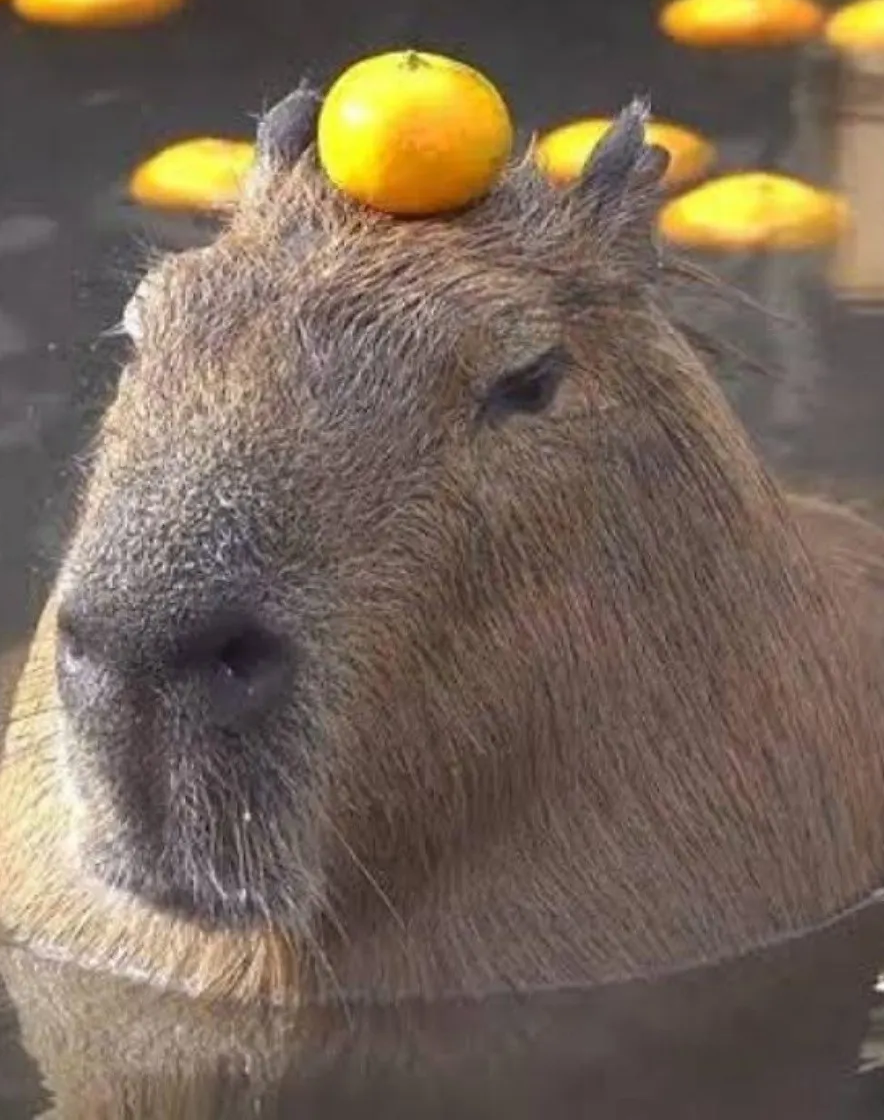 CAPIBARA Blank Meme Template