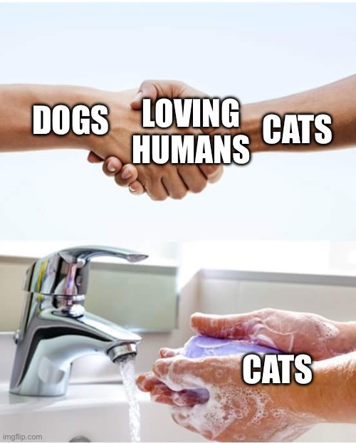 Shake and wash hands | LOVING HUMANS; CATS; DOGS; CATS | image tagged in shake and wash hands | made w/ Imgflip meme maker