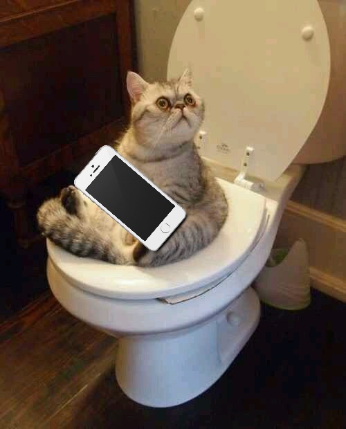 Toilet cat | image tagged in toilet cat | made w/ Imgflip meme maker