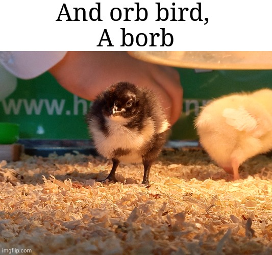 And orb bird, 
A borb | made w/ Imgflip meme maker