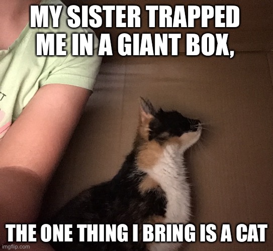 This is true, but I also brought a book and a duck | MY SISTER TRAPPED ME IN A GIANT BOX, THE ONE THING I BRING IS A CAT | image tagged in cats | made w/ Imgflip meme maker