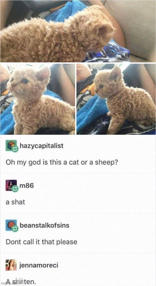 #1,723 | image tagged in memes,comments,cursed,shit,cat,sheep | made w/ Imgflip meme maker