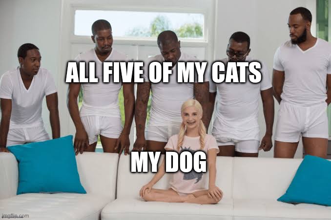 One girl five guys | ALL FIVE OF MY CATS; MY DOG | image tagged in one girl five guys | made w/ Imgflip meme maker