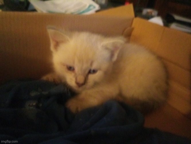 I found this lost kitten | made w/ Imgflip meme maker