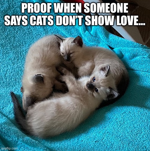 I ❤️ Cats | PROOF WHEN SOMEONE SAYS CATS DON’T SHOW LOVE… | image tagged in meme,cat,kittens | made w/ Imgflip meme maker