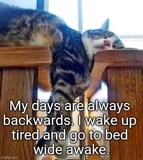 Always Tired | My days are always 
backwards. I wake up 
tired and go to bed 
wide awake. | image tagged in exhausted,sleep,cats | made w/ Imgflip meme maker