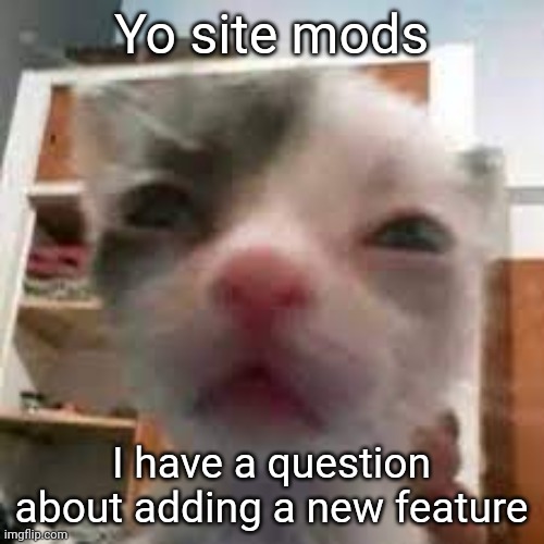Cat lightskin stare | Yo site mods; I have a question about adding a new feature | image tagged in cat lightskin stare | made w/ Imgflip meme maker