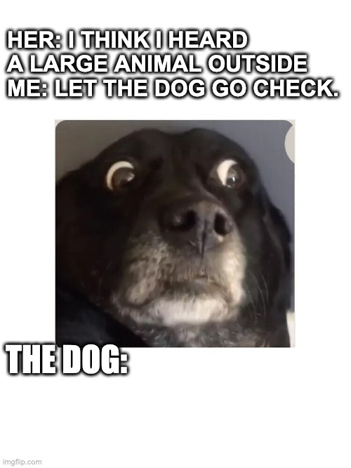 Doggone it! | HER: I THINK I HEARD A LARGE ANIMAL OUTSIDE
ME: LET THE DOG GO CHECK. THE DOG: | image tagged in dog,dogs,funny dogs,scared dog | made w/ Imgflip meme maker